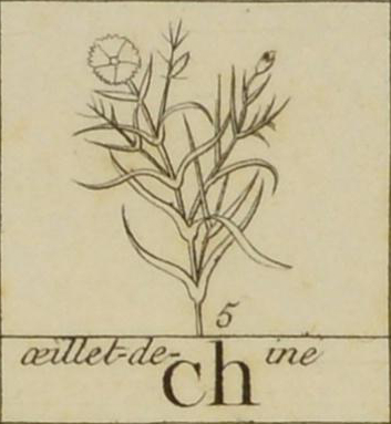 Sketch of Chinese pink, name written below.